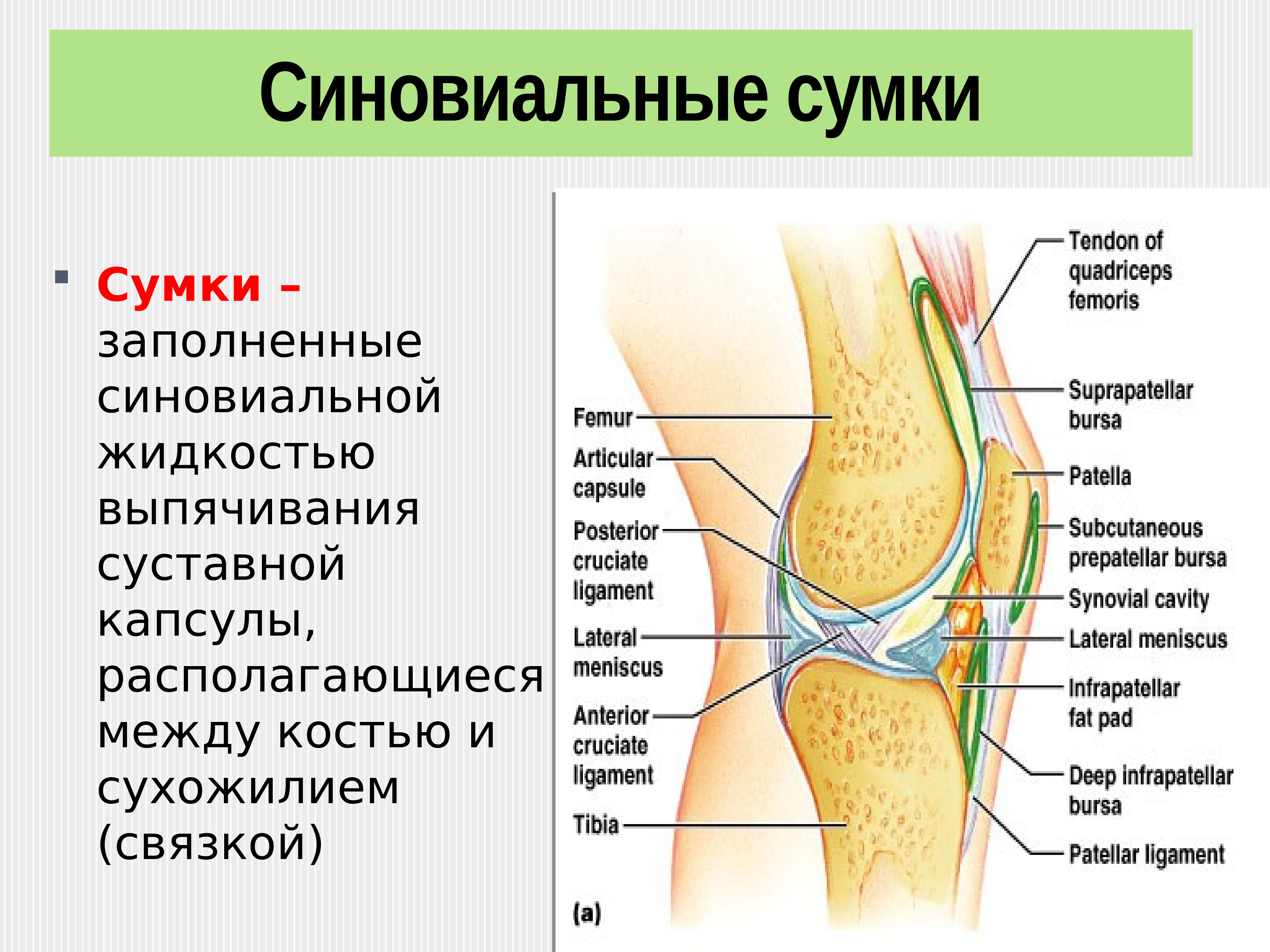 от чего образуется жидкость в коленном суставе