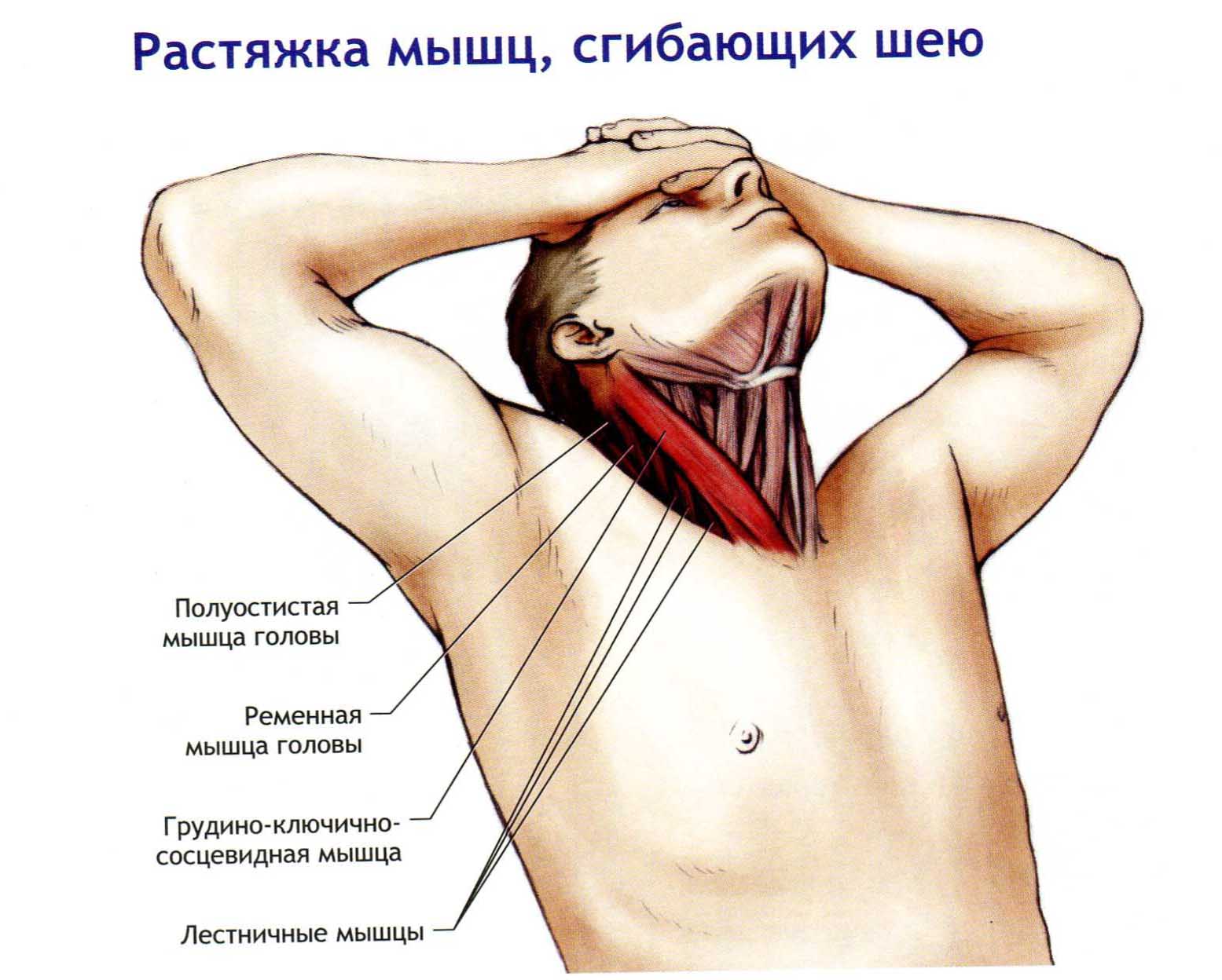 почему болит плечо когда поднимаешь руку или делаешь круговые движении