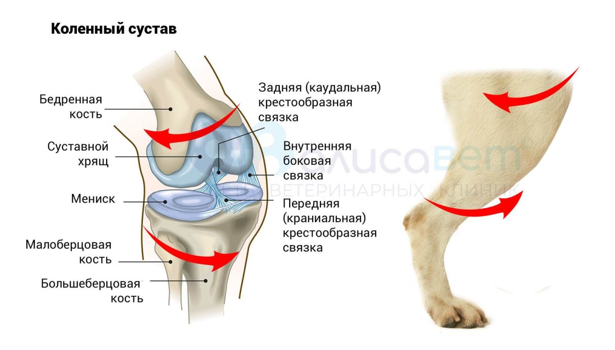потянул связки колена симптомы