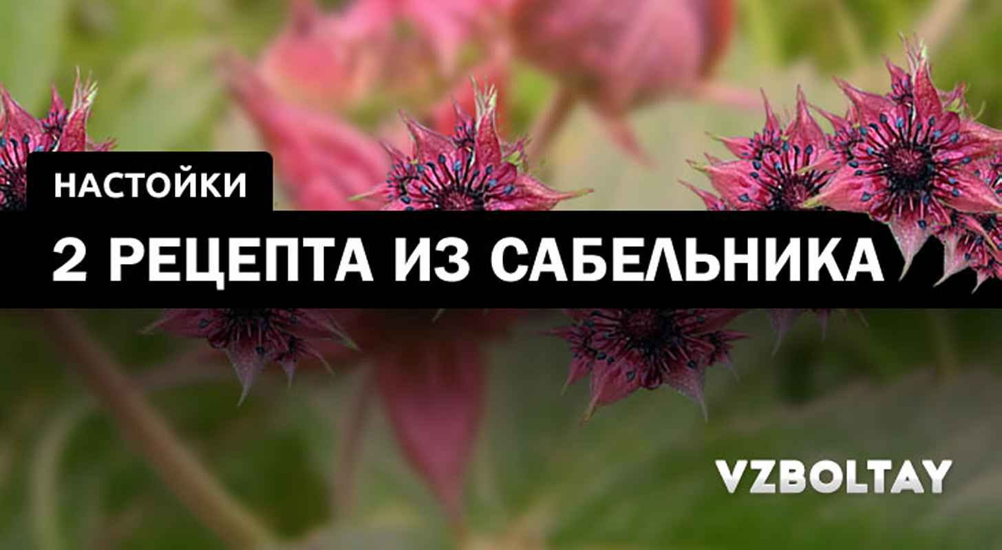сабельник настойка для суставов как принимать