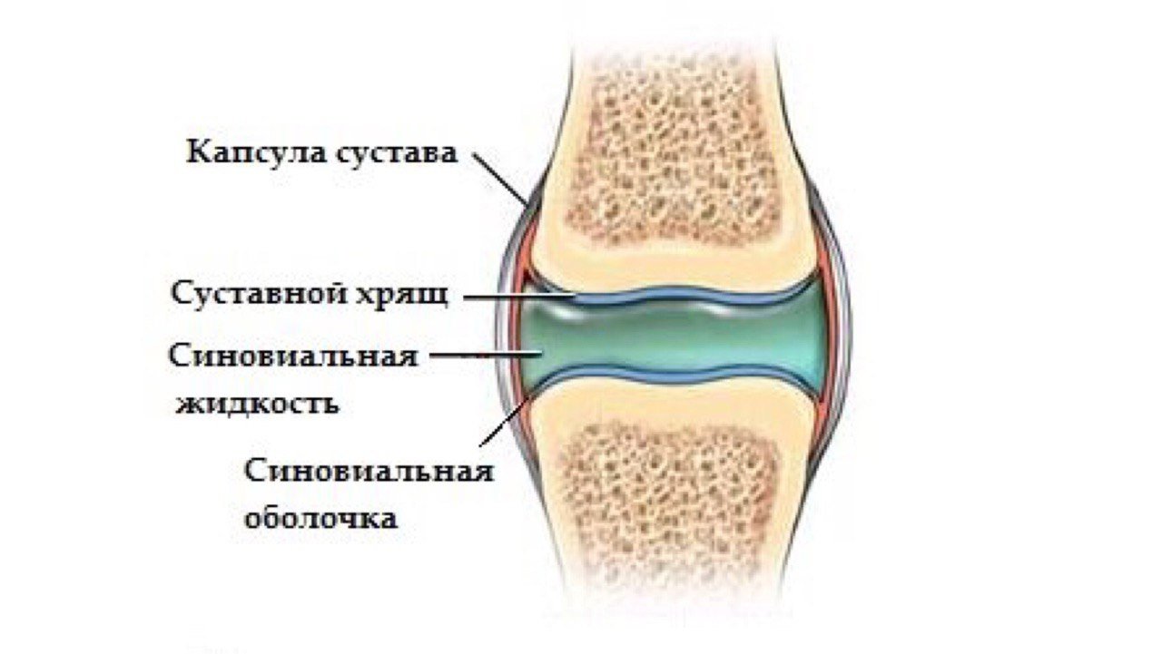 суставная жидкость в коленном суставе
