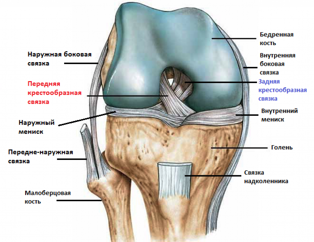 что находится под коленом что находится под коленом