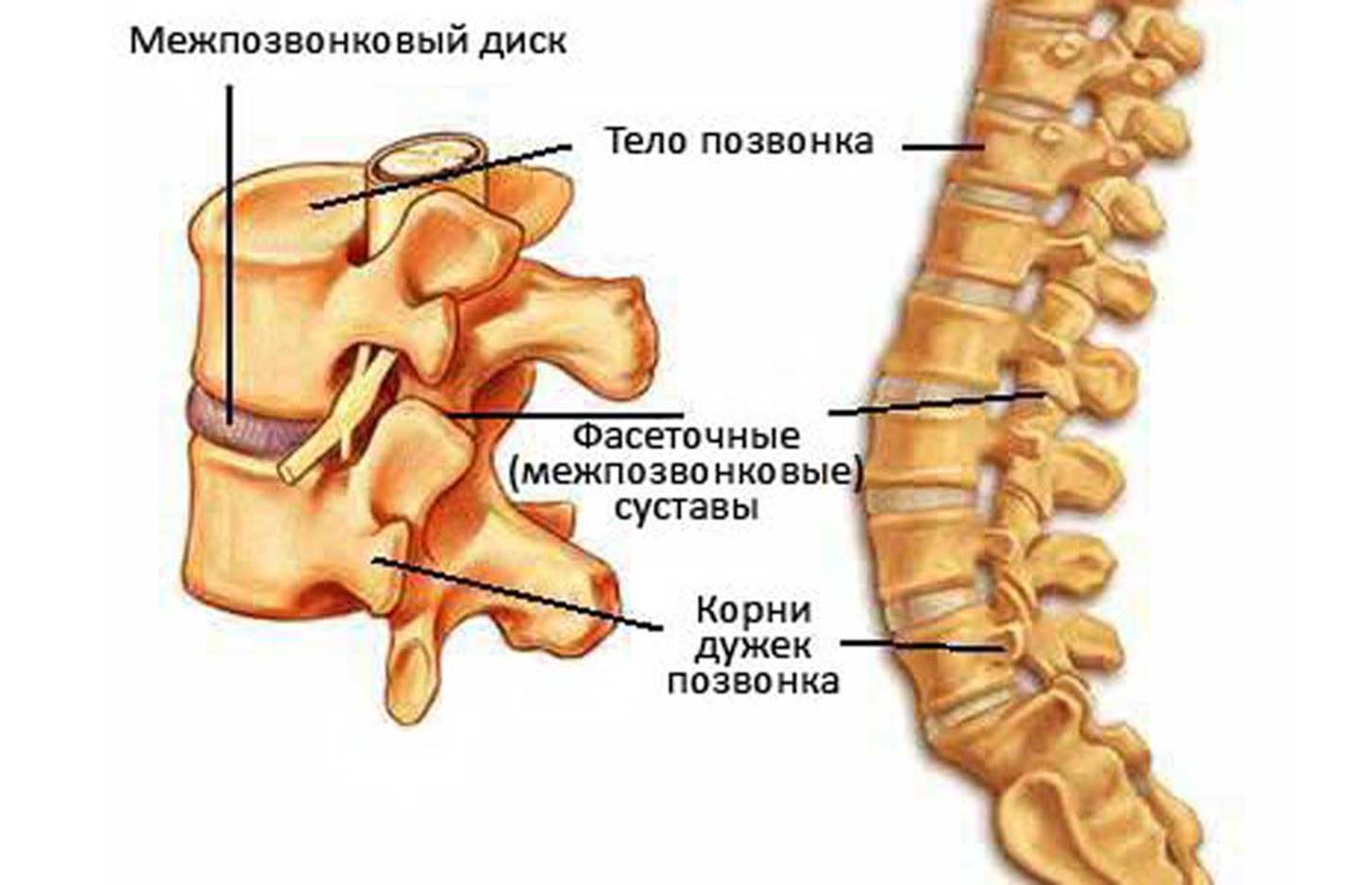 дугоотросчатые сочленения дугоотросчатые сочленения